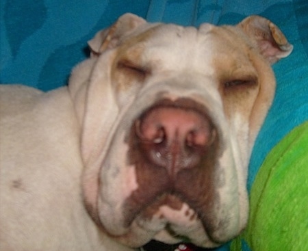 Close Up head shot - Daisy the Bull-Pei sleeping on a blanket